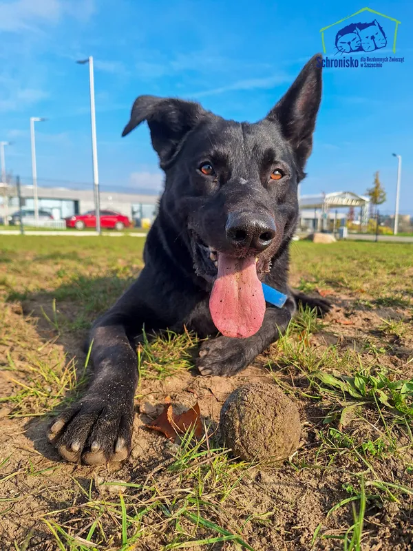 Znaleziono psa, Szczecin, 8 lutego 2025 (4/4)
