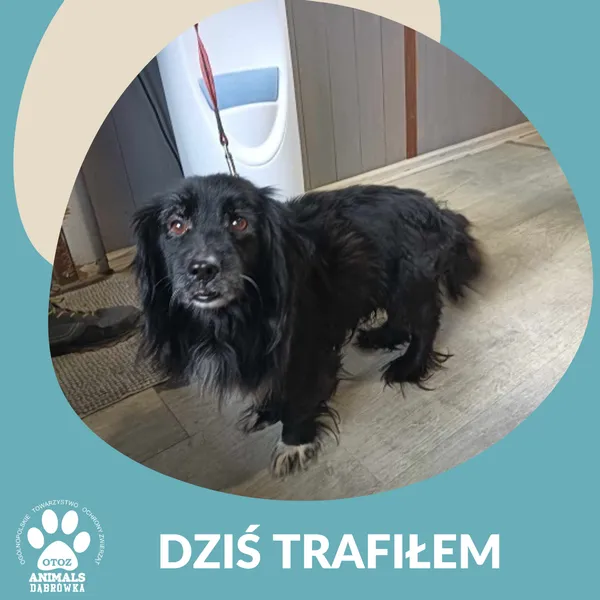 Znaleziono psa, Dąbrówka, 7 lutego 2025