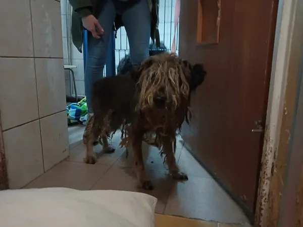 Znaleziono psa, Dąbrówka, 6 lutego 2025