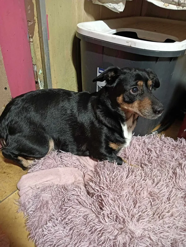 Znaleziono psa, Dąbrówka, 6 lutego 2025