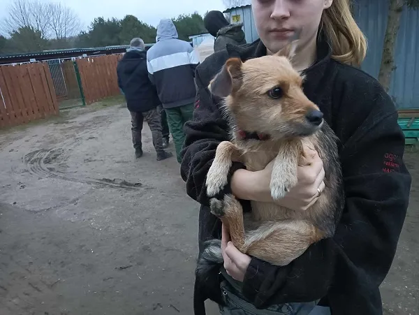 Znaleziono psa, Dąbrówka, 6 lutego 2025