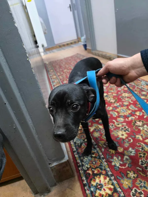 Znaleziono psa, Sosnowiec, 7 lutego 2025 (1/2)