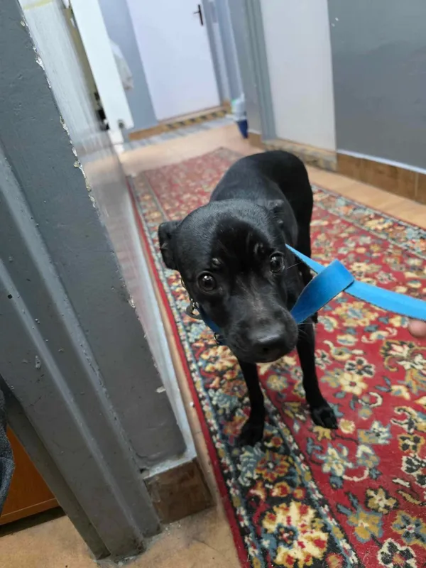 Znaleziono psa, Sosnowiec, 7 lutego 2025 (2/2)