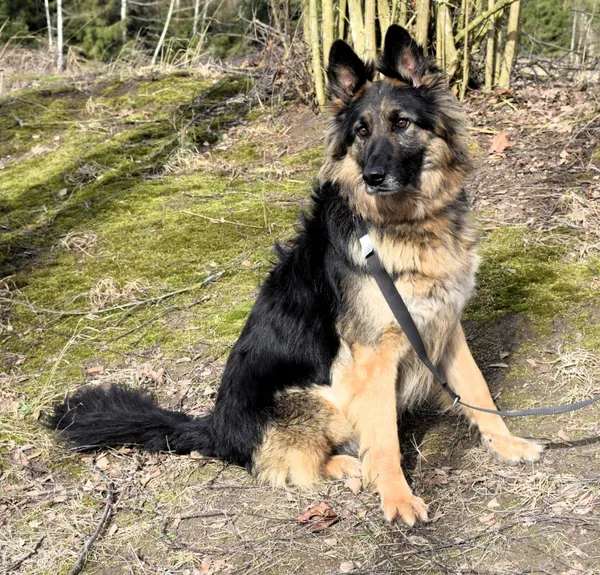 Znaleziono psa, Pieckowo, 7 lutego 2025 (2/5)