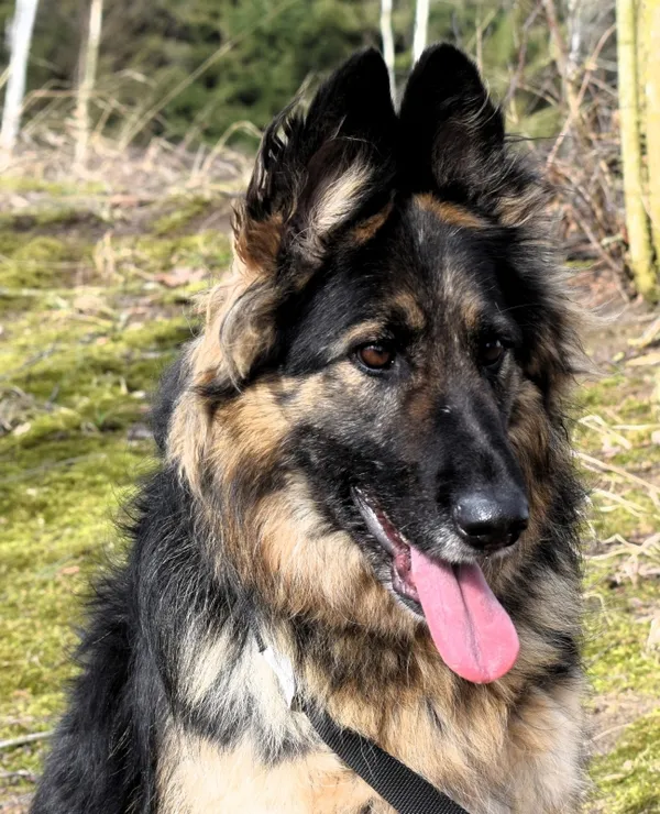 Znaleziono psa, Pieckowo, 7 lutego 2025 (3/5)