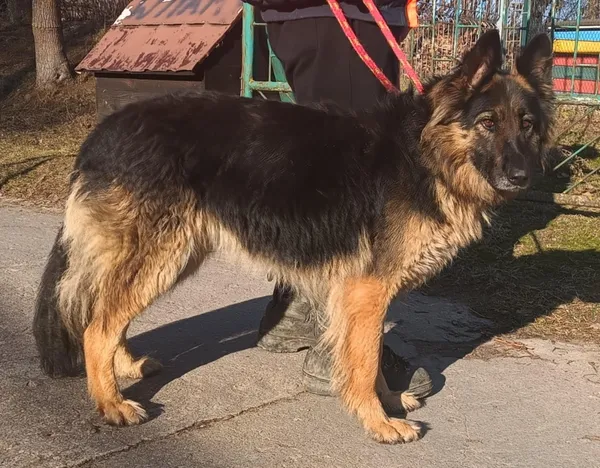 Znaleziono psa, Pieckowo, 7 lutego 2025 (4/5)