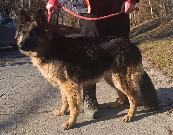 Znaleziono psa, Pieckowo, 7 lutego 2025 (5/5)