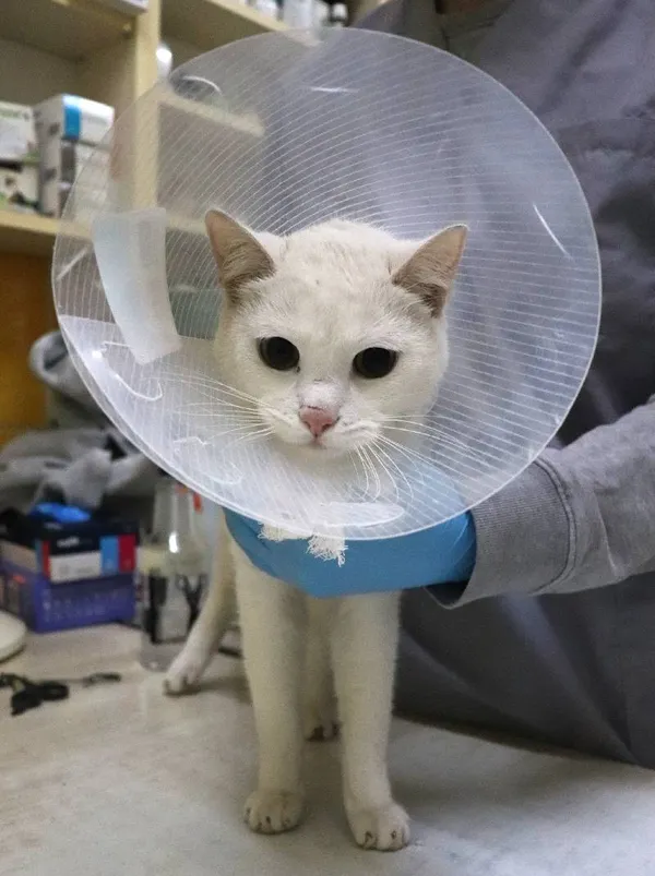 Znaleziono kota, Łódź, 9 lutego 2025 (1/2)