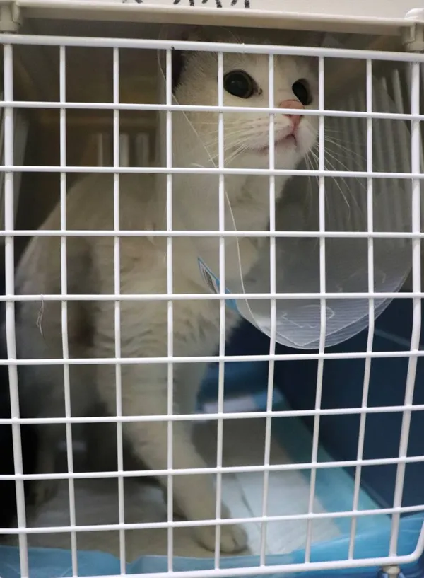 Znaleziono kota, Łódź, 9 lutego 2025 (2/2)