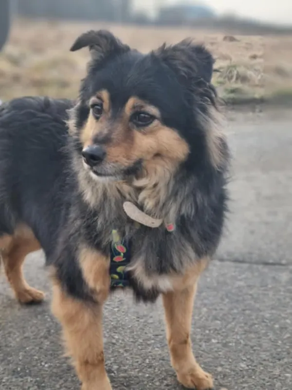 Pies do adopcji, Żywiec, 9 lutego 2025 (3/5)