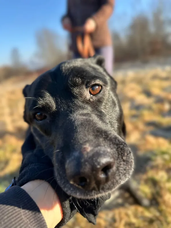 Pies do adopcji, Żywiec, 9 lutego 2025 (1/4)