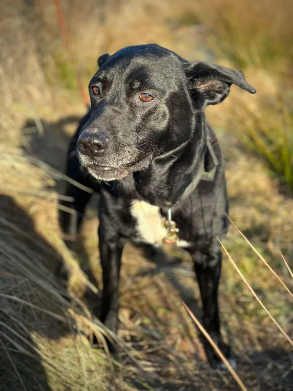 Pies do adopcji, Żywiec, 9 lutego 2025 (3/4)