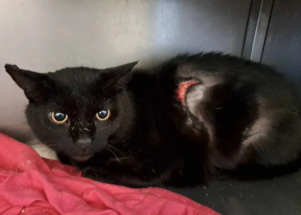 Znaleziono kota, Olsztyn, 8 lutego 2025