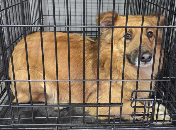 Znaleziono psa, Radom, 8 lutego 2025