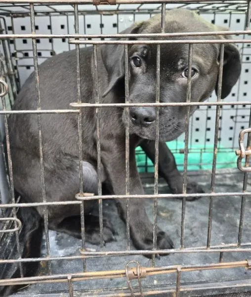 Znaleziono psa, Radom, 7 lutego 2025