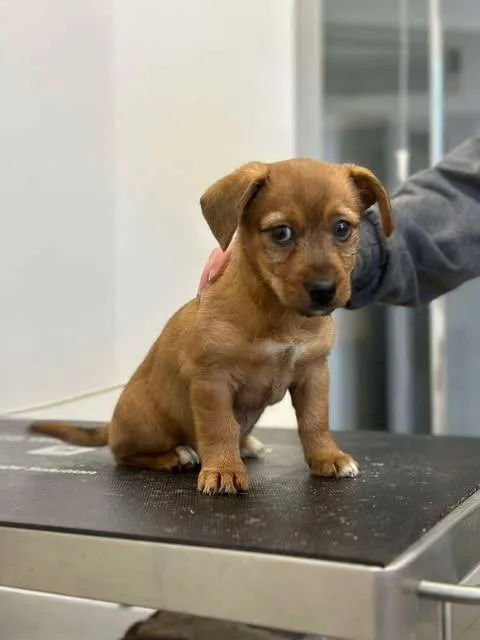 Znaleziono psa, Grudziądz, 10 lutego 2025