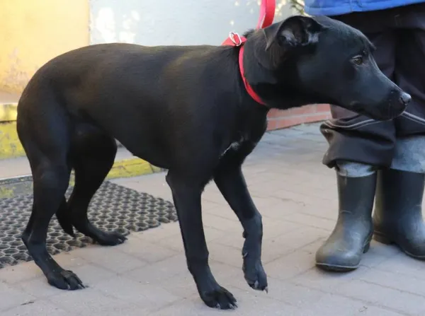 Znaleziono psa, Łódź, 9 lutego 2025 (2/5)