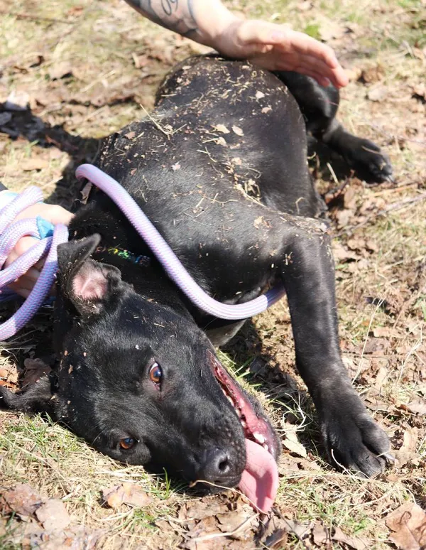 Znaleziono psa, Łódź, 9 lutego 2025 (3/5)