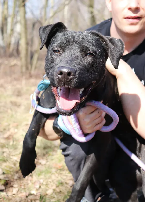 Znaleziono psa, Łódź, 9 lutego 2025 (5/5)