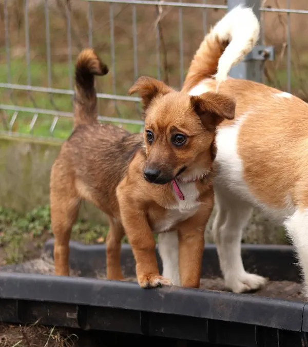 Znaleziono psa, Toruń, 24 stycznia 2025