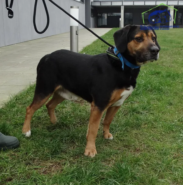 Znaleziono psa, Szczecin, 10 lutego 2025