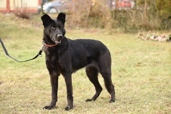 Pies do adopcji, Ropczyce, 10 lutego 2025