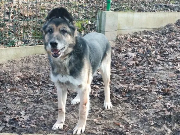 Pies do adopcji, Ropczyce, 10 lutego 2025