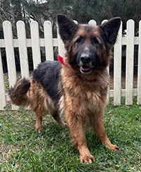 Znaleziono psa, Siedlce, 8 lutego 2025