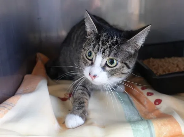 Znaleziono kota, Gdańsk, 10 lutego 2025