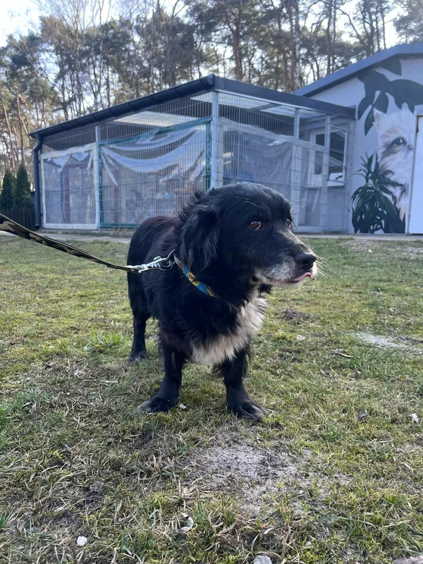 Pies do adopcji, Włocławek, 7 lutego 2025 (1/5)