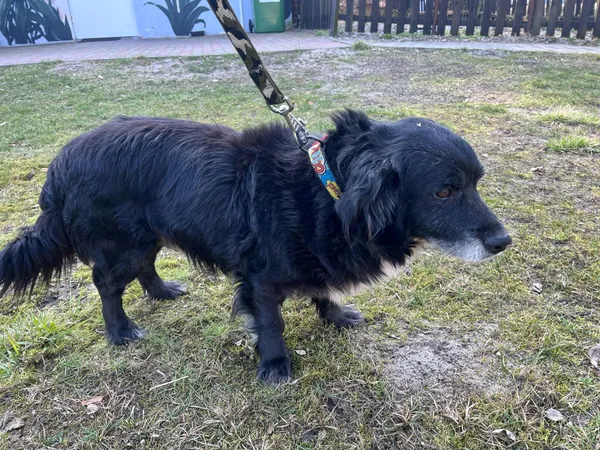 Pies do adopcji, Włocławek, 7 lutego 2025 (2/5)