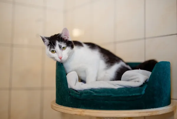 Kot do adopcji, Częstochowa, 24 lipca 2024 (2/4)