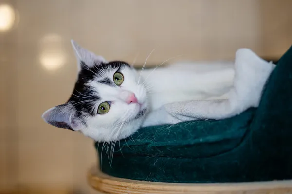 Kot do adopcji, Częstochowa, 24 lipca 2024 (4/4)