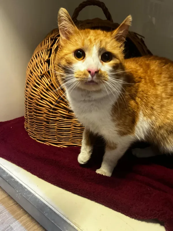 Kot do adopcji, Orzechowce, 10 lutego 2025 (2/3)