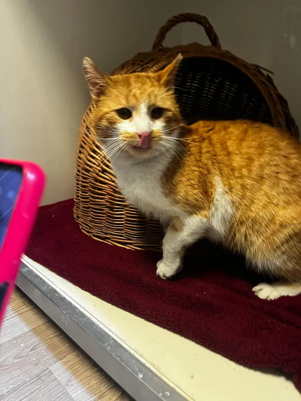 Kot do adopcji, Orzechowce, 10 lutego 2025 (3/3)