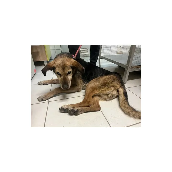 Znaleziono psa, Białystok, 10 lutego 2025