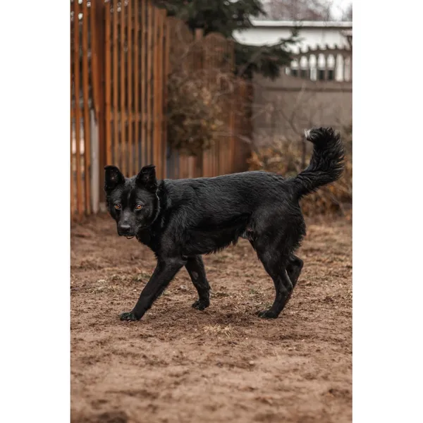 Znaleziono psa, Białystok, 25 stycznia 2025 (1/5)