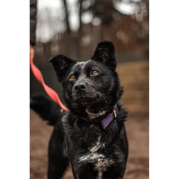 Znaleziono psa, Białystok, 25 stycznia 2025 (2/5)