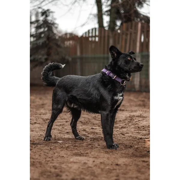 Znaleziono psa, Białystok, 25 stycznia 2025 (3/5)