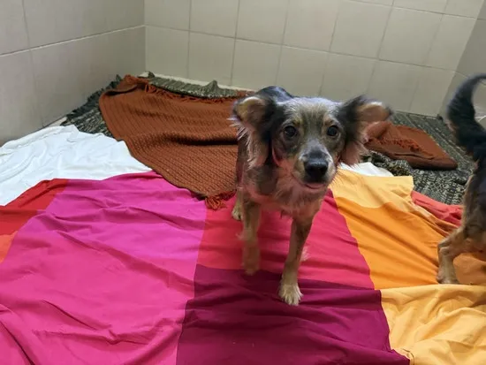 Pies do adopcji, Kraków, 23 stycznia 2025