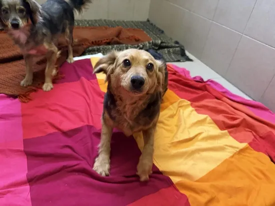 Pies do adopcji, Kraków, 23 stycznia 2025