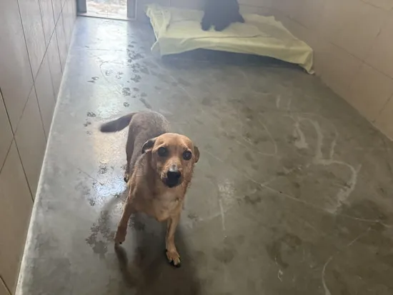 Pies do adopcji, Kraków, 23 stycznia 2025