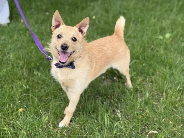 Pies do adopcji, Kraków, 27 stycznia 2025 (2/4)