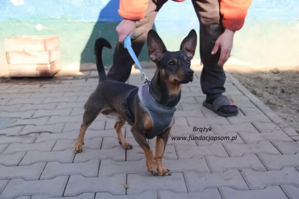 Pies do adopcji, Nowy Dwór Mazowiecki, 10 lutego 2025 (2/5)