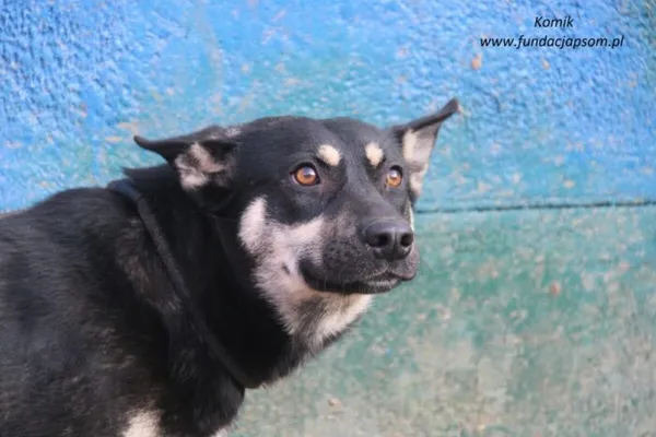 Pies do adopcji, Nowy Dwór Mazowiecki, 10 lutego 2025 (3/5)