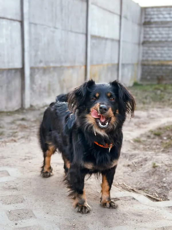 Pies do adopcji, Korabiewice, 10 lutego 2025 (4/5)