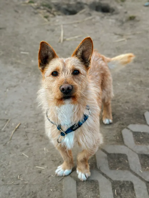 Pies do adopcji, Korabiewice, 10 lutego 2025 (2/5)