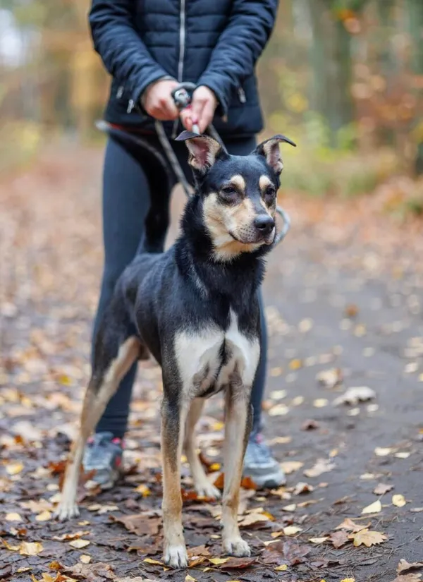 Pies do adopcji, Przyborówko, 6 października 2025 (1/5)