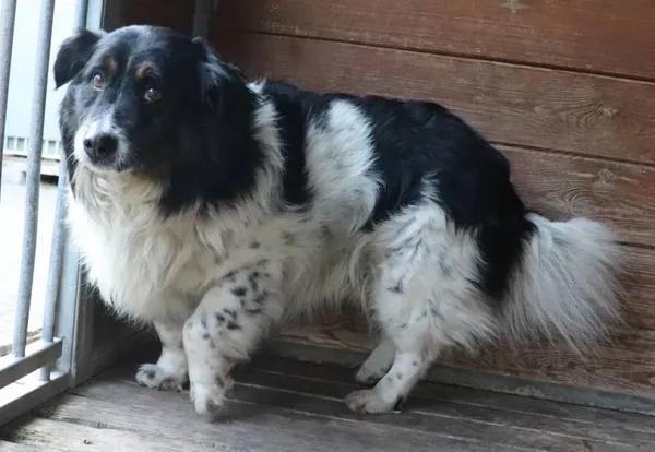 Znaleziono psa, Łódź, 10 lutego 2025 (2/2)