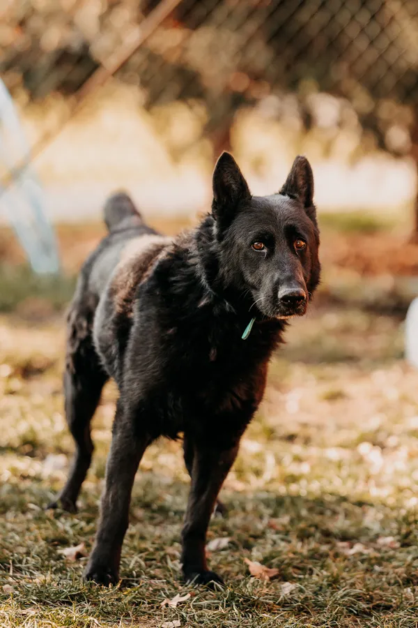 Pies do adopcji, Czartki, 10 lutego 2025 (1/5)